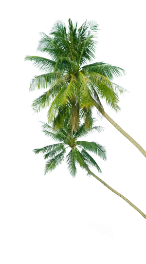 树木树枝树叶免扣素材