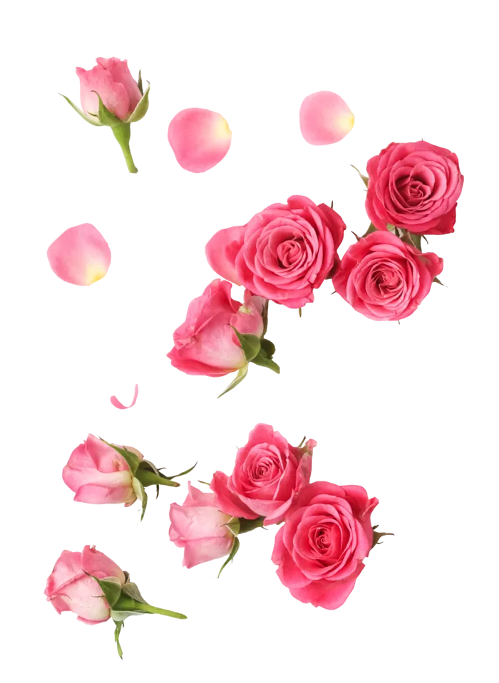 鲜花玫瑰免扣素材