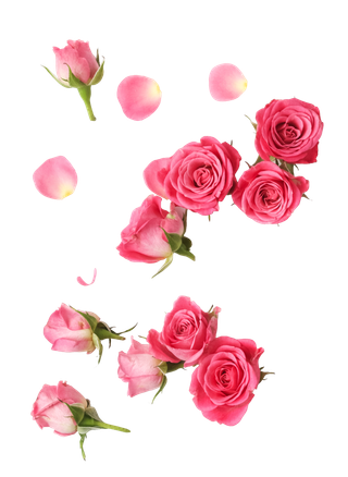 鲜花玫瑰免扣素材