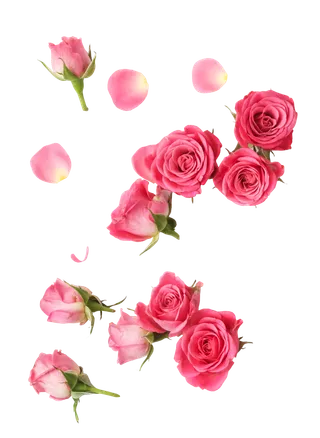 鲜花玫瑰免扣素材