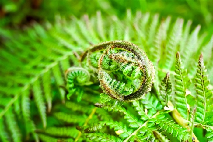 绿叶蕨类植物