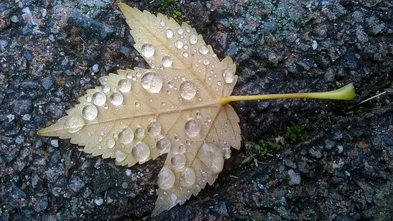 风景 露水 素材拍摄 (104)