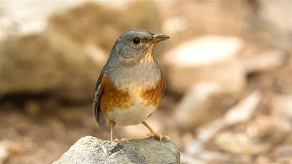 鸟类大全灰背鸫