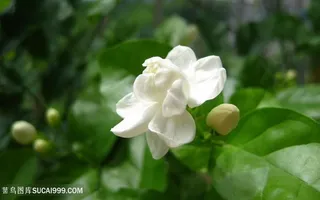 高清洁白茉莉花图片