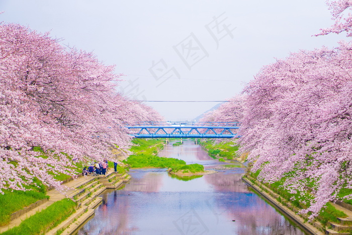 樱花树唯美风景图片