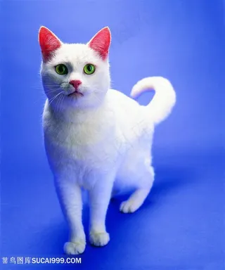 高清可爱白猫猫咪摄影图片