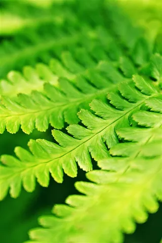 蕨类叶片特写图片