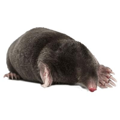 鼹鼠 PNG免抠(400x400)
