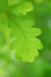 一片嫩绿的树叶高清图片