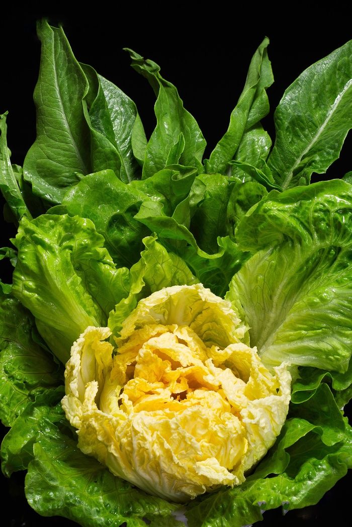 火锅菜品配菜白菜