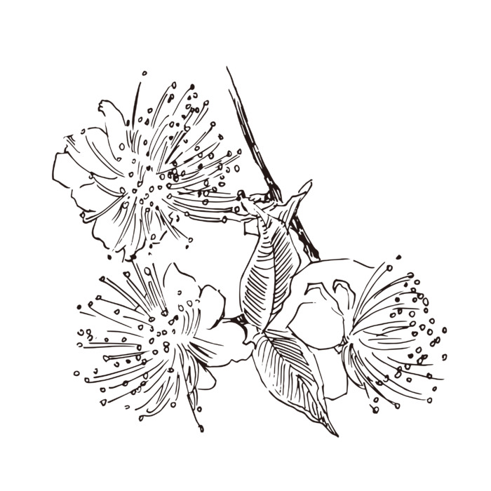 线条草本花卉手绘植物-桃金娘