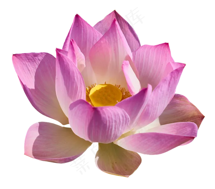 荷花素材 免抠 荷花 复古 中国风 莲花 荷叶 