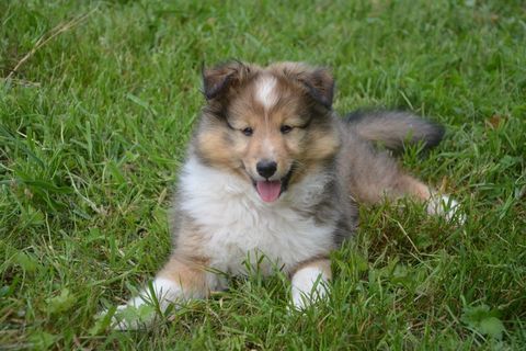 牧羊犬图片 牧羊犬图片