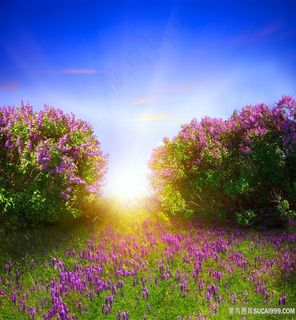 鲜艳花卉草丛植物风景高清
