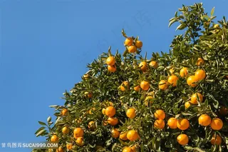 桔子树特写高清图片