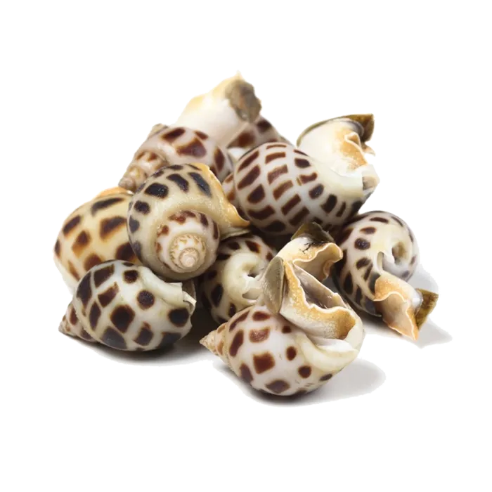 螺贝类带壳类(47)海鲜超市商品红酒白底图免抠实物摄影png格式图片透明底