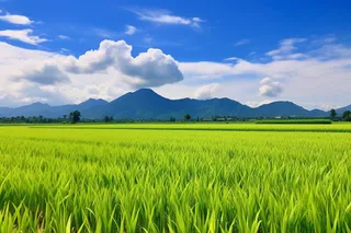 种植农田里的大片稻苗水田摄影图