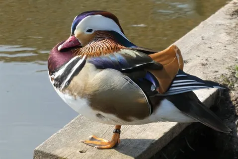 一只鸳鸯休息图片 一只鸳鸯休息图片