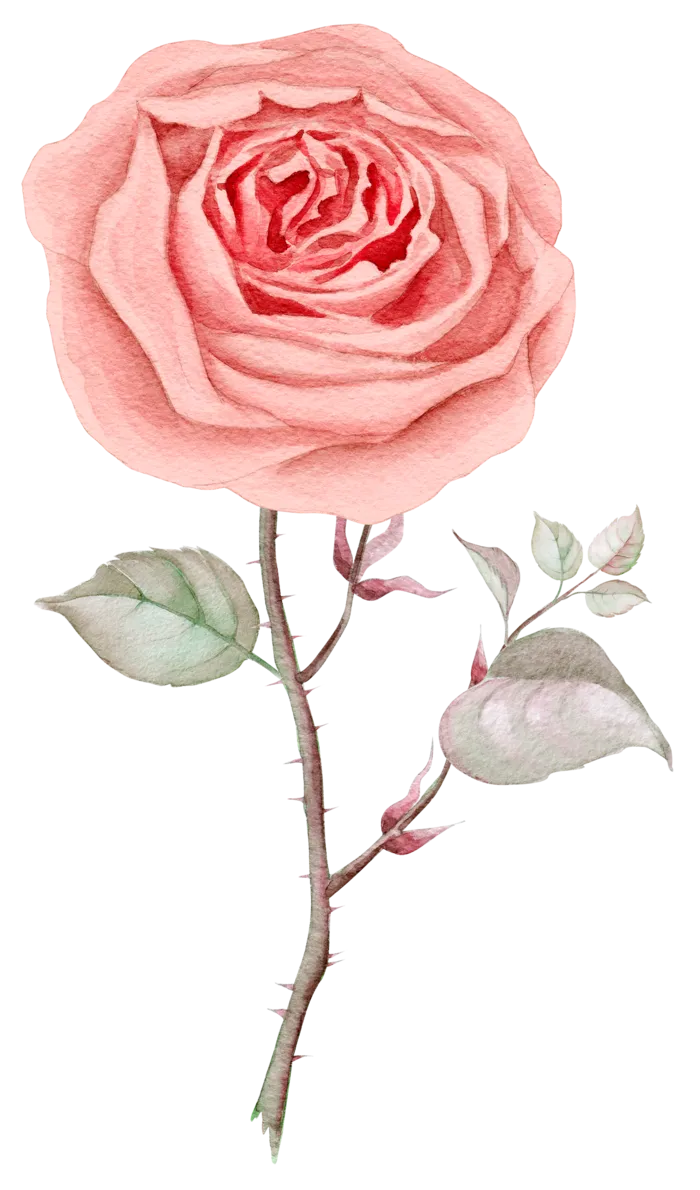鲜花玫瑰免扣素材