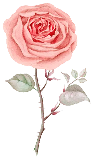 鲜花玫瑰免扣素材