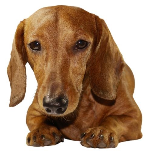腊肠犬 PNG免抠(495x500)