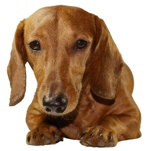 腊肠犬 PNG免抠(495x500)