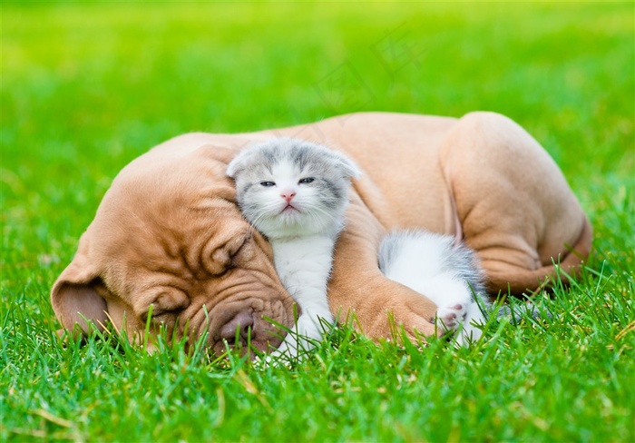 可爱的猫狗小动物写真图狗狗图片