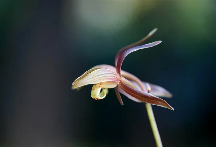 鲜花系列淡雅兰花图