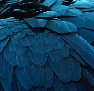 美丽的鸟类羽毛背景高清图3