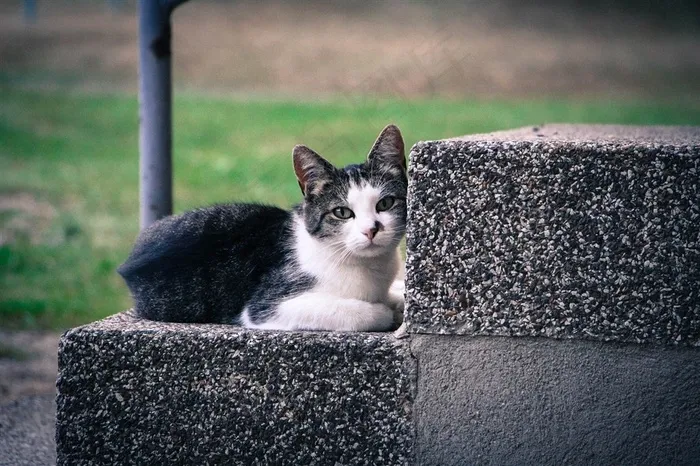 蹲在公园的猫咪