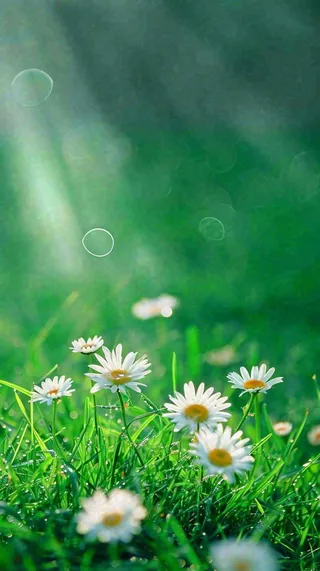 春天夏天草地绿叶小花阳光温馨，春分惊蛰谷雨摄影图