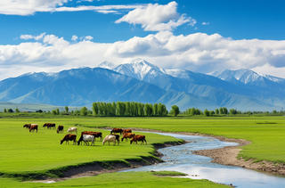 一群牛在郁郁葱葱的绿色田野上吃草非常美丽的风景摄影图