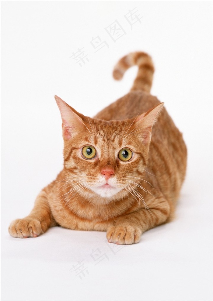目视前方的猫咪图片