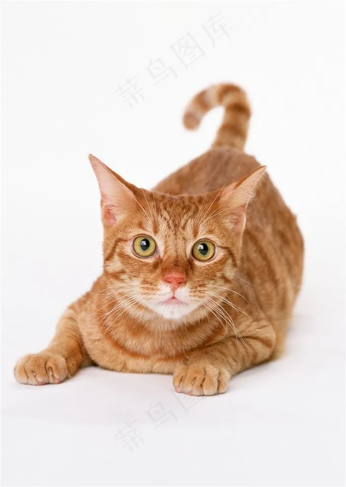 目视前方的猫咪图片