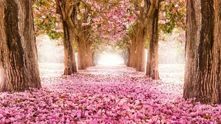 唯美林间落花林荫道图片