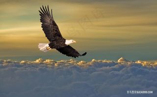 浮云上飞翔的白头鹰