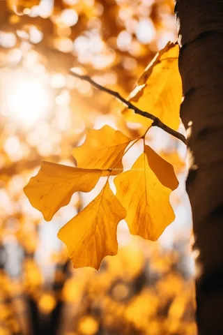 秋天阳光透过黄色的树叶光影摄影图