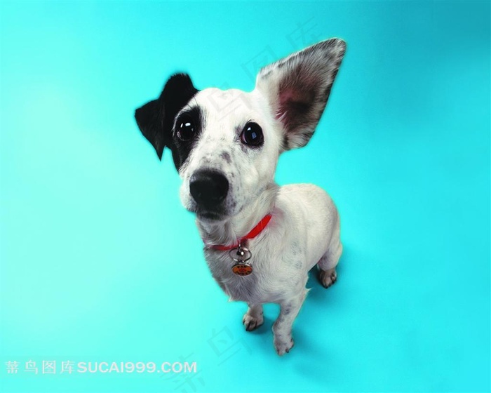 带铃铛的狗狗摄影素材