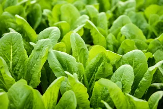 菜园里的青菜摄影图