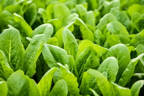 菜园里的青菜摄影图 菜园里的青菜摄影图