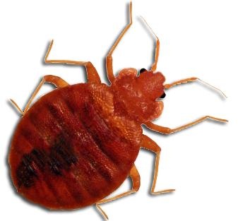 臭虫 PNG免抠(337x313)