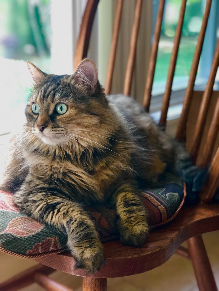 可爱猫咪猫猫摄影素材