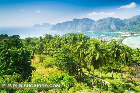 热带风情森林风景图片