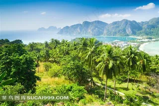 热带风情森林风景图片