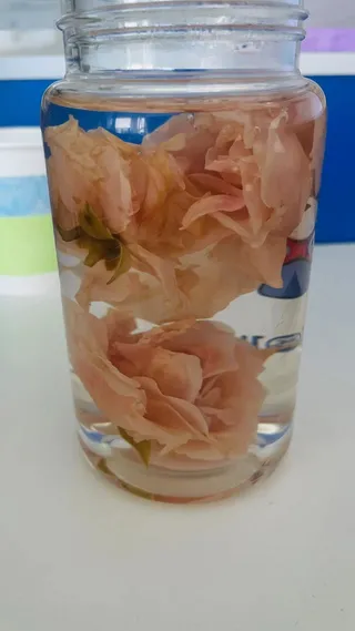 墨红玫瑰泡水时间长了的样子