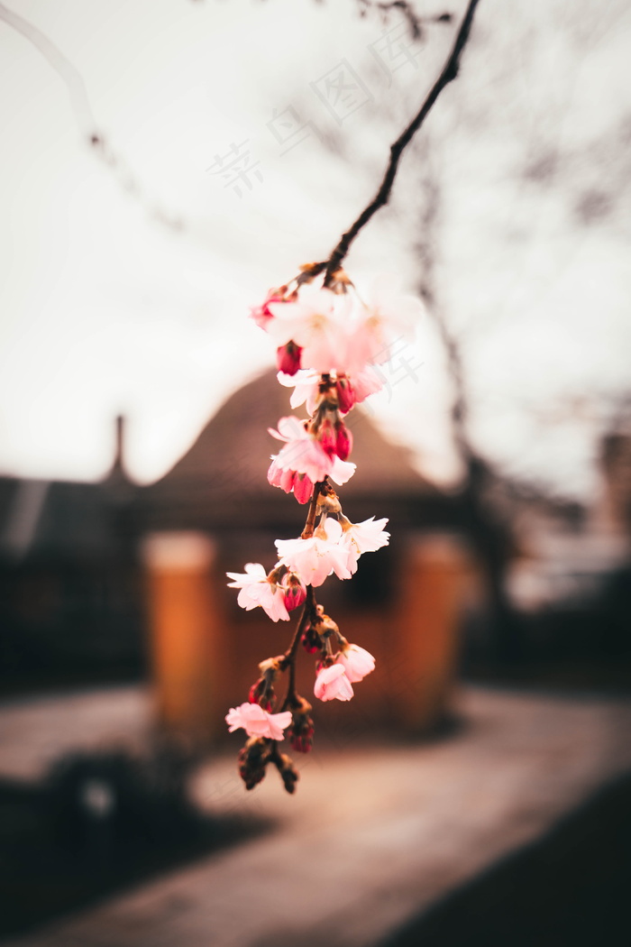 梅花花朵唯美意境图片