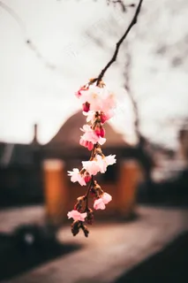 梅花花朵唯美意境图片 梅花花朵唯美意境图片