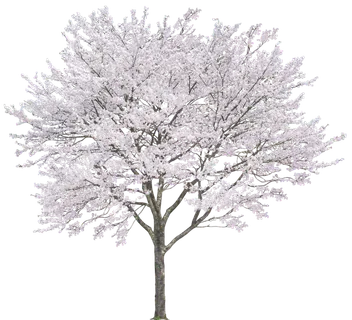 高清树木素材 免抠PSD植物素材 美术绘画园林贴图 树草灌木花草