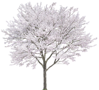 高清树木素材 免抠PSD植物素材 美术绘画园林贴图 树草灌木花草