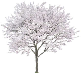 高清树木素材 免抠PSD植物素材 美术绘画园林贴图 树草灌木花草